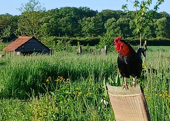 Bed & Breakfast Berend 't Boerle